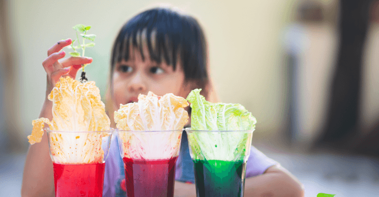 Elementary age girl in the background looking at three leaves of lettuce that are each placed in a different color liquid as part of a science experiment.